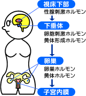 こんな時、ホルモンバランスは崩れる